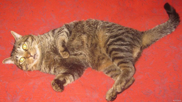 Коты ловят глюк