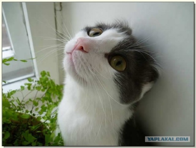 Котовторник с Кузей