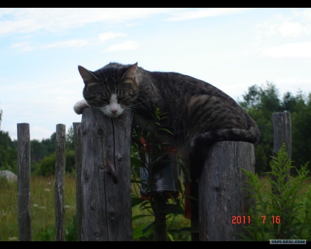 Сонный Котовторник