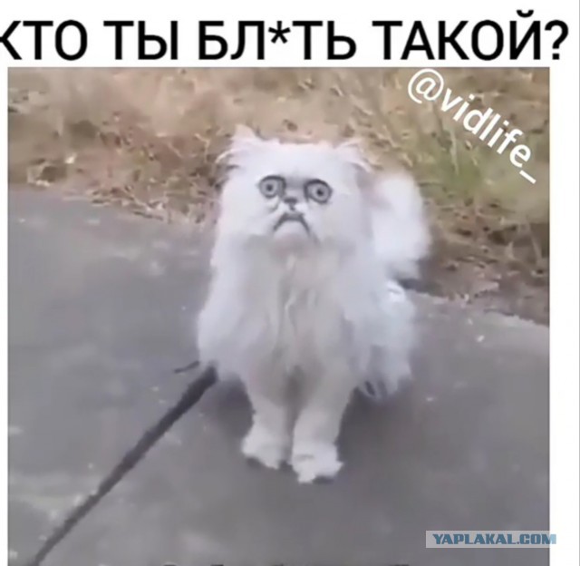 20 котов, у которых была всего секунда, чтобы прославиться. И они воспользовались ею сполна!