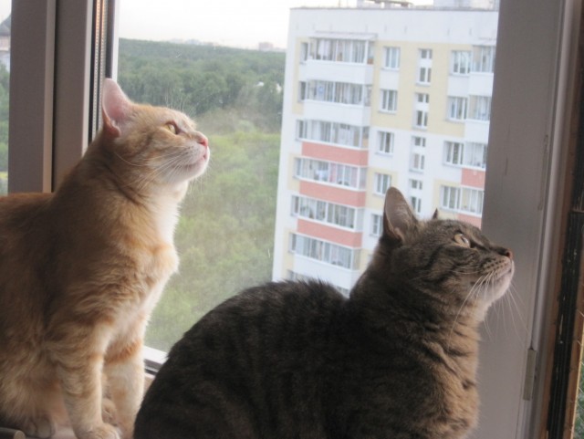 Котовторник!