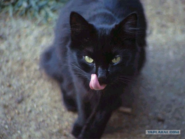 Котовторник 06.12.2011