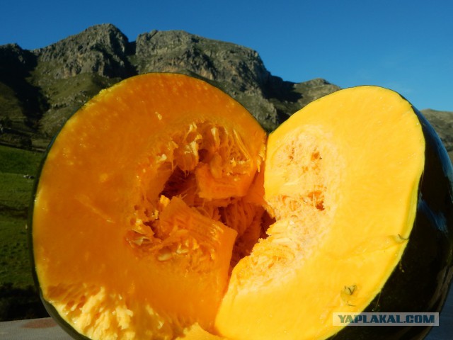 Селедка под шубой - 2019