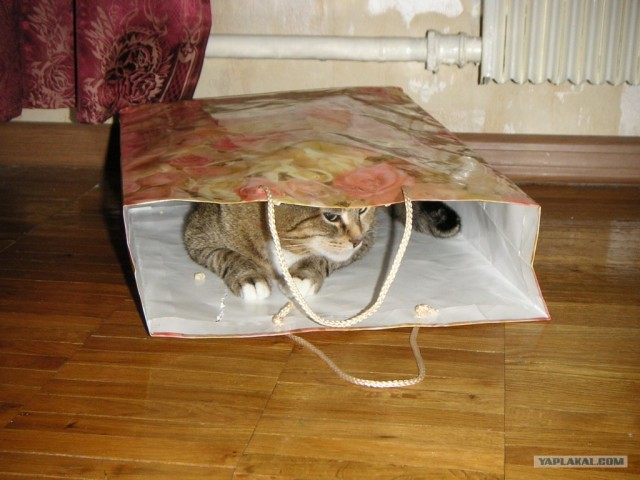 Котовторник 24.04.2012