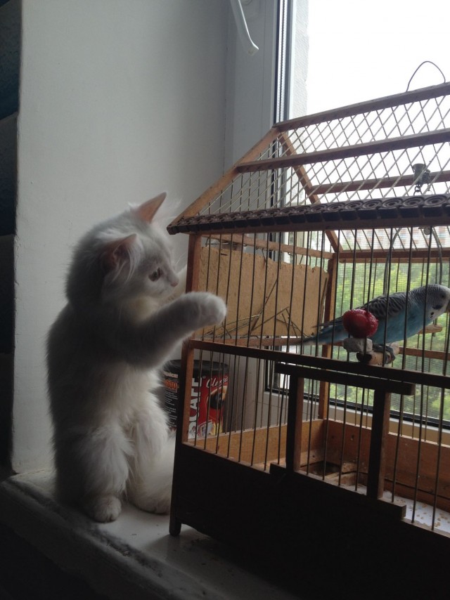 Котовторник   5.06.2012