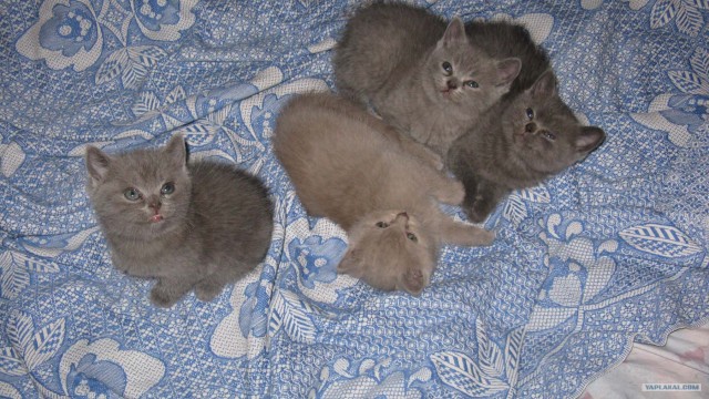 Котовторник 03 07 2012