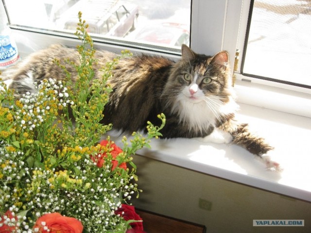 Котовторник  4.09.12