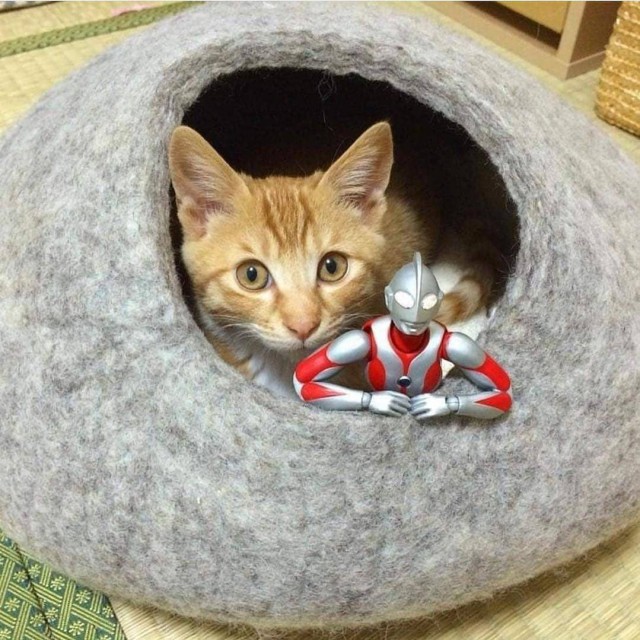 Прикольных котов пост