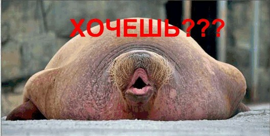 Битва Фотожаберов №5