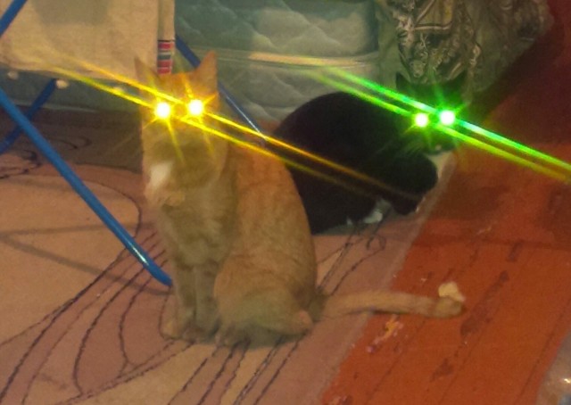 Котофеев пост