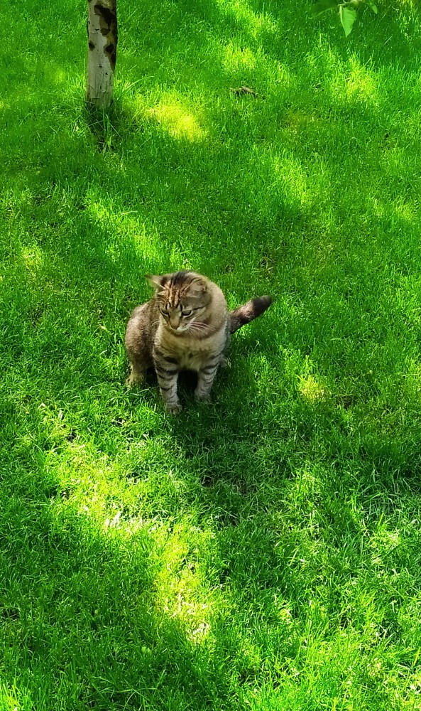 Котовторник