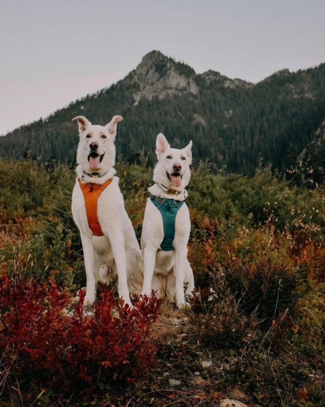 Эти забавные животные