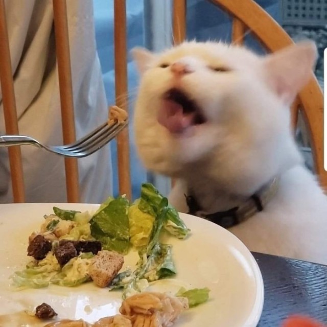 Мемный кот