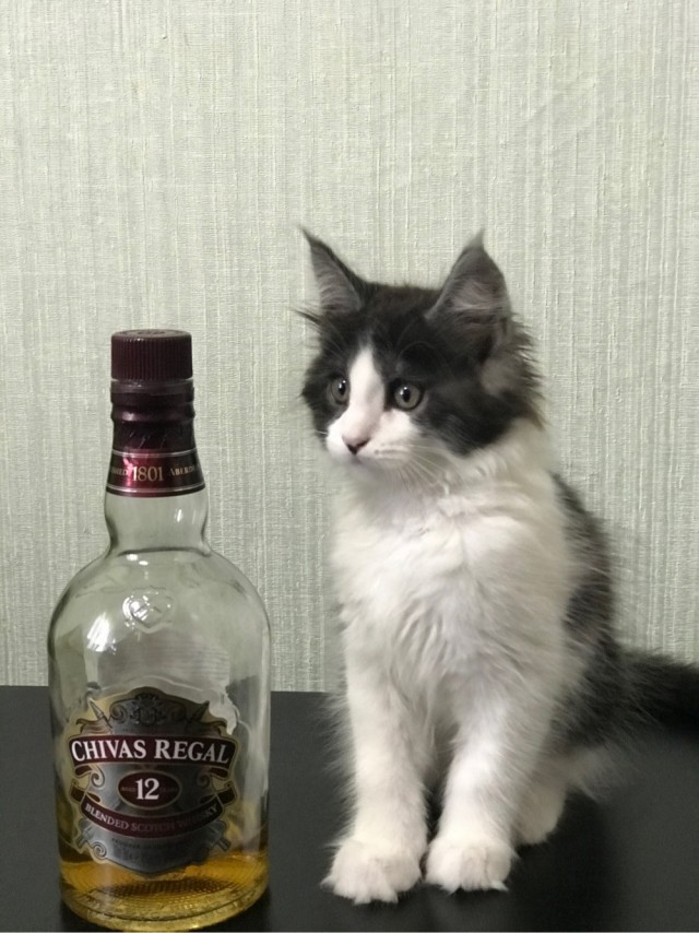 Моя красотка