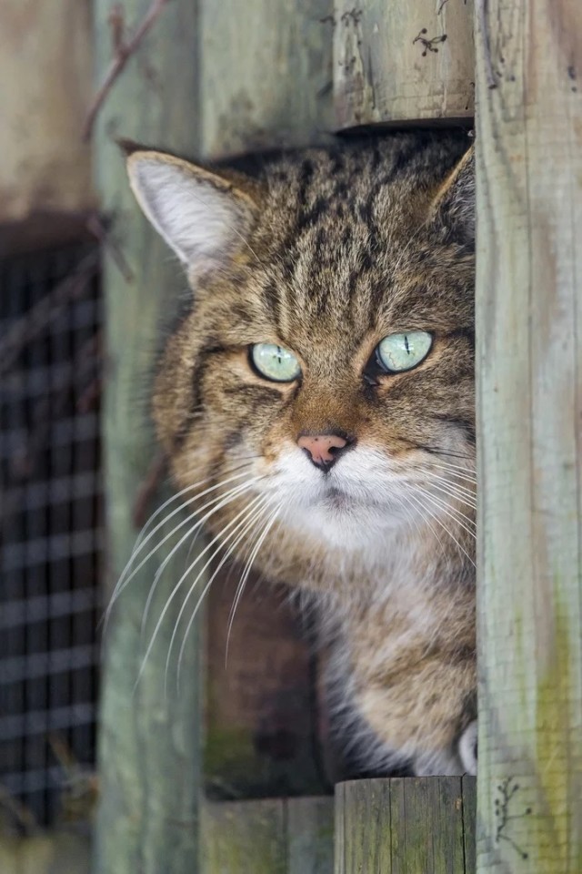 Расчехляем гладильники! - норвежский лесной уже тут
