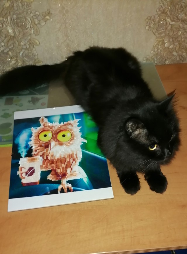 Котовторнику быть!