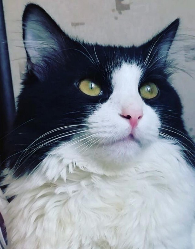 Даешь котовторник!