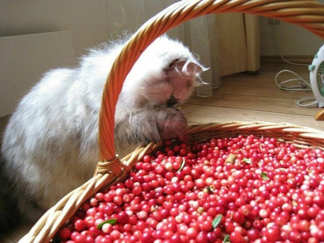 Кошки , кошечки, котяры 14.03.21