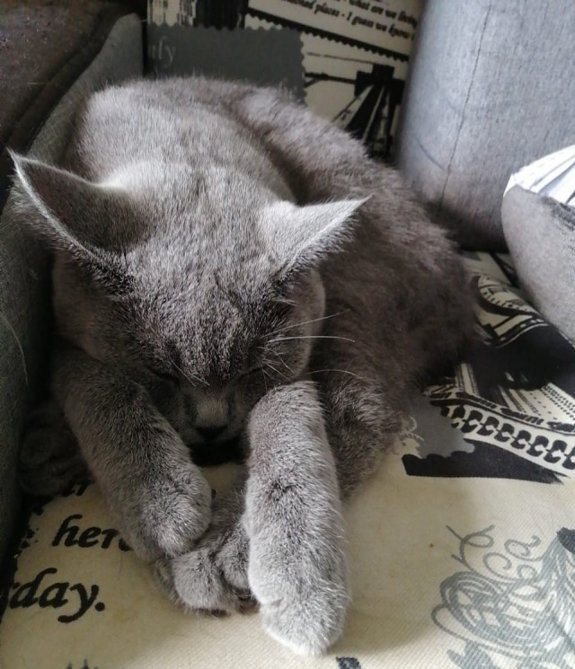 Котовторник же очередной