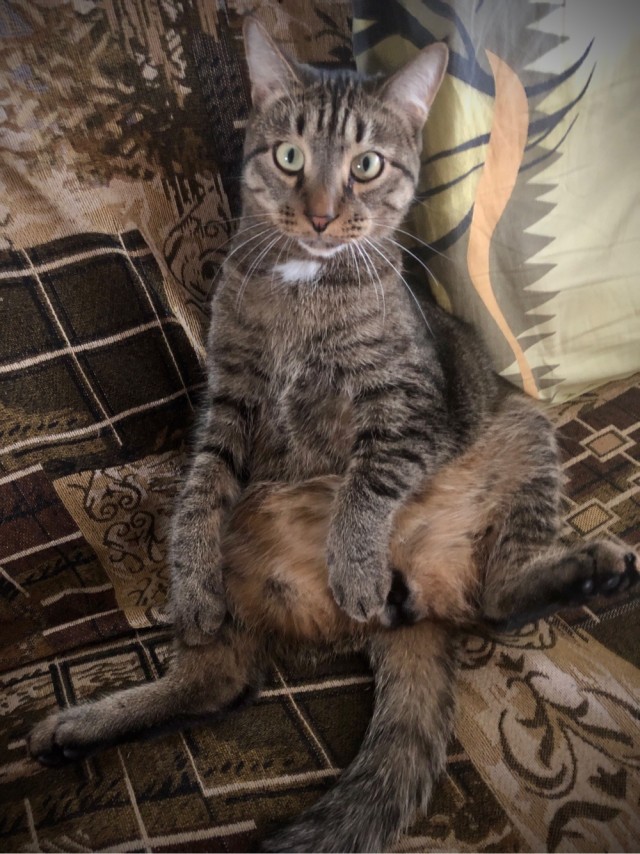 Погнали! С котовторником, други!