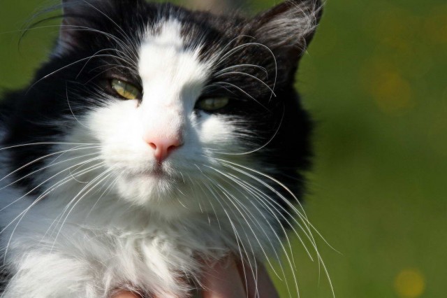 Разные котики