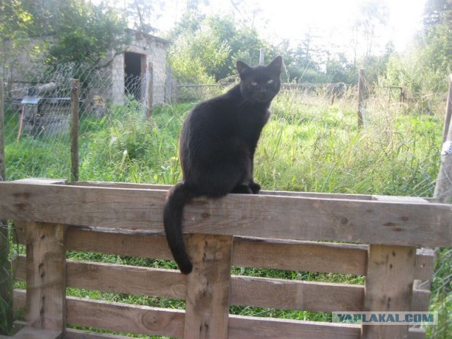 Жизнь домашнего приюта для котеек 358