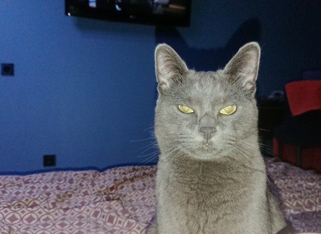 Котовторник 14.09.2021