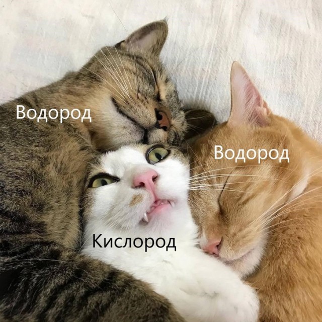 Весёлый полтишок 30.10