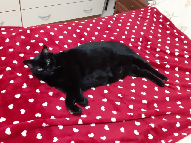 Котовторнику быть