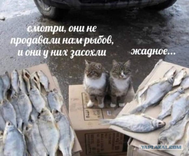 Всяческие картинки 10.12.2021