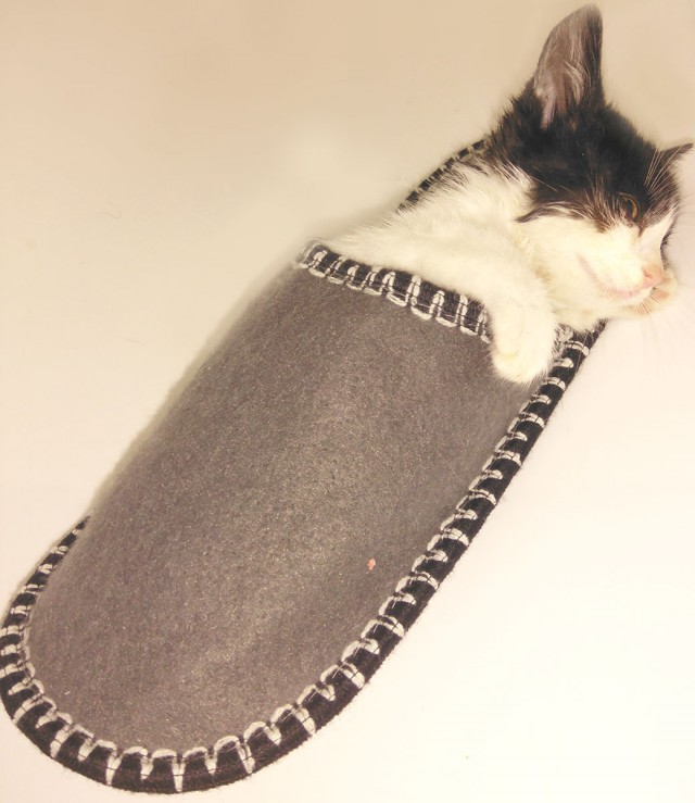 Котовторник. Февраль