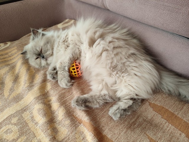 Котовторник