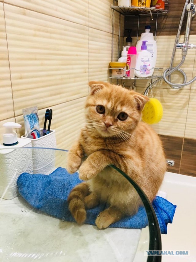 Котовторник