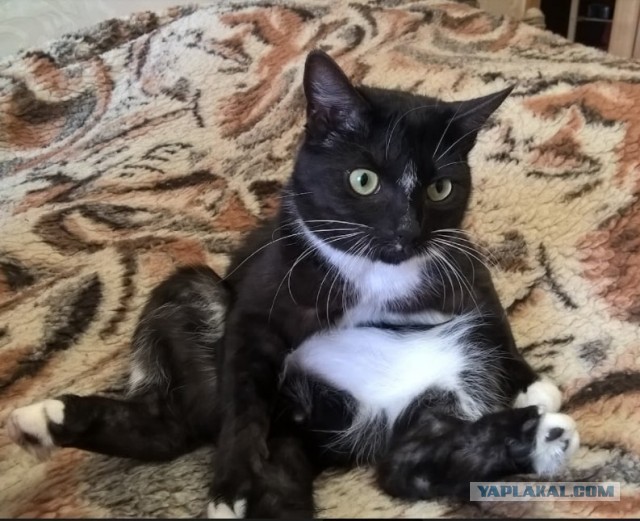 А ваши котейки че счас делают?