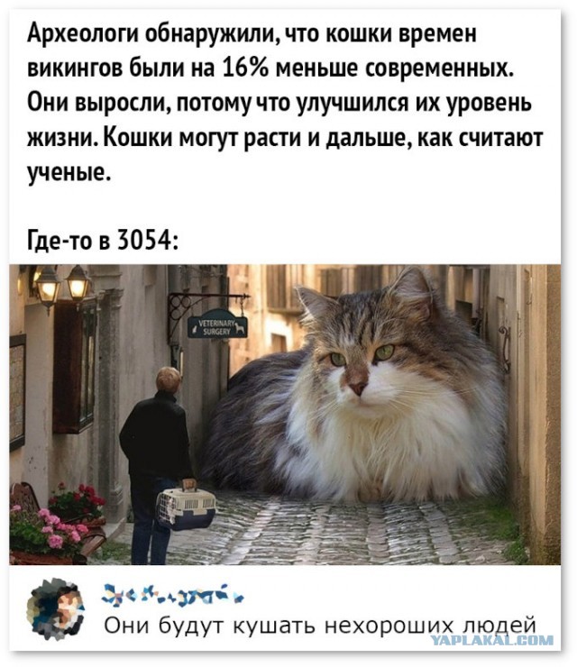 Забавные и смешные картинки на котовторник