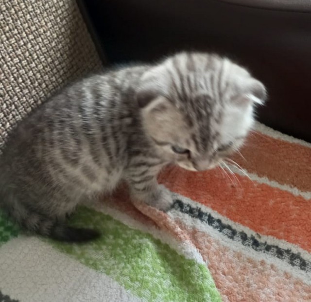 Кот д’Ивуар