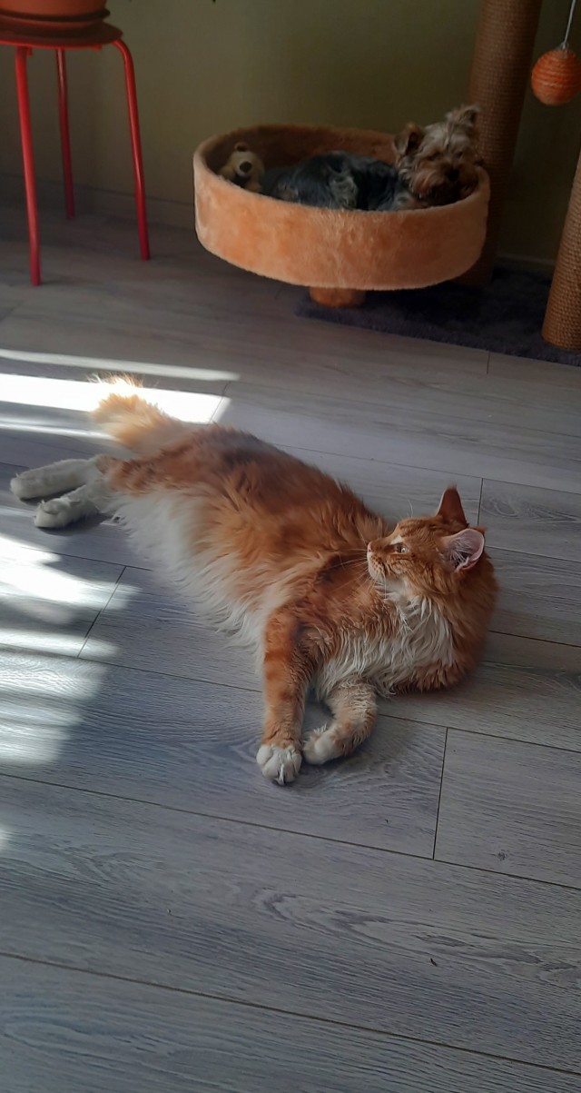 Начну котовторник чуть раньше!