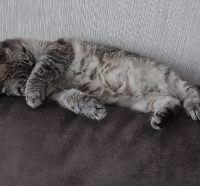 Ура! Котовторник.