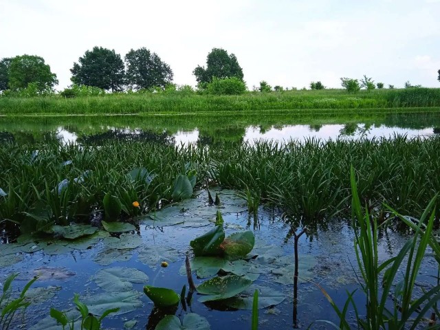 Рыбалка на карася