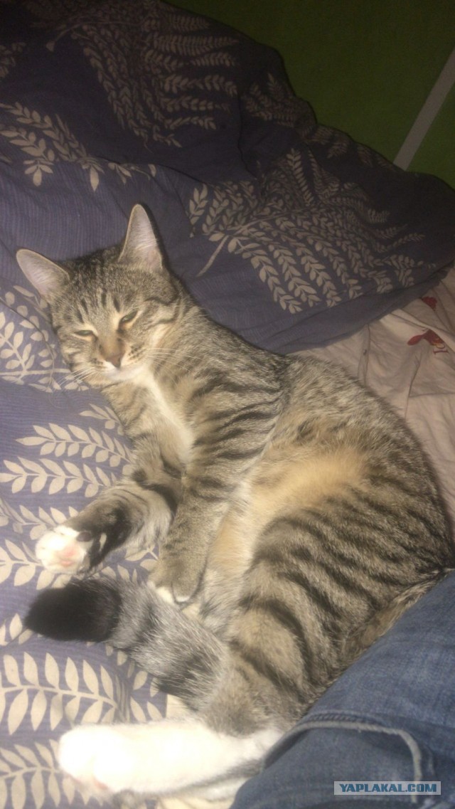 КотоФторник 23.08.22