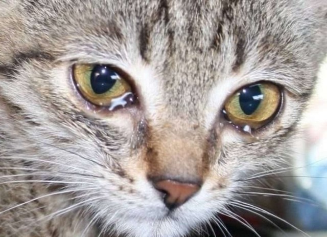 Умер мемный кот по имени Вафелька. Ему было 15 лет.