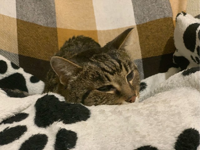 Про кота в четверг