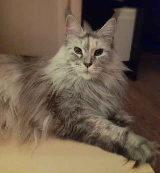 Кот Филимон