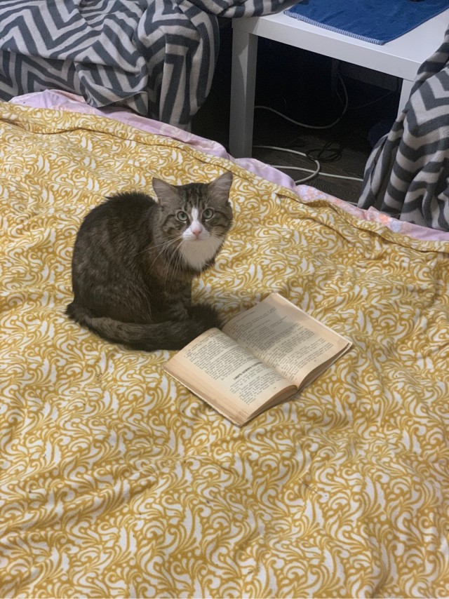 Кот пенсионер Афоня