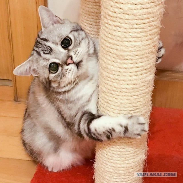 Самый грустный кот в мире