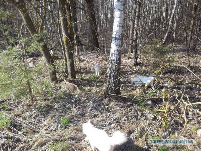 Жизнь домашнего приюта для котеек 442