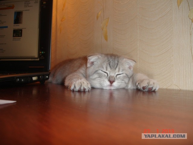Котовторник 16.04.2013