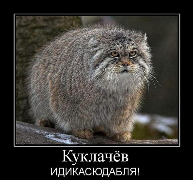 Почему кошки до сих пор полностью не приручены человеком?