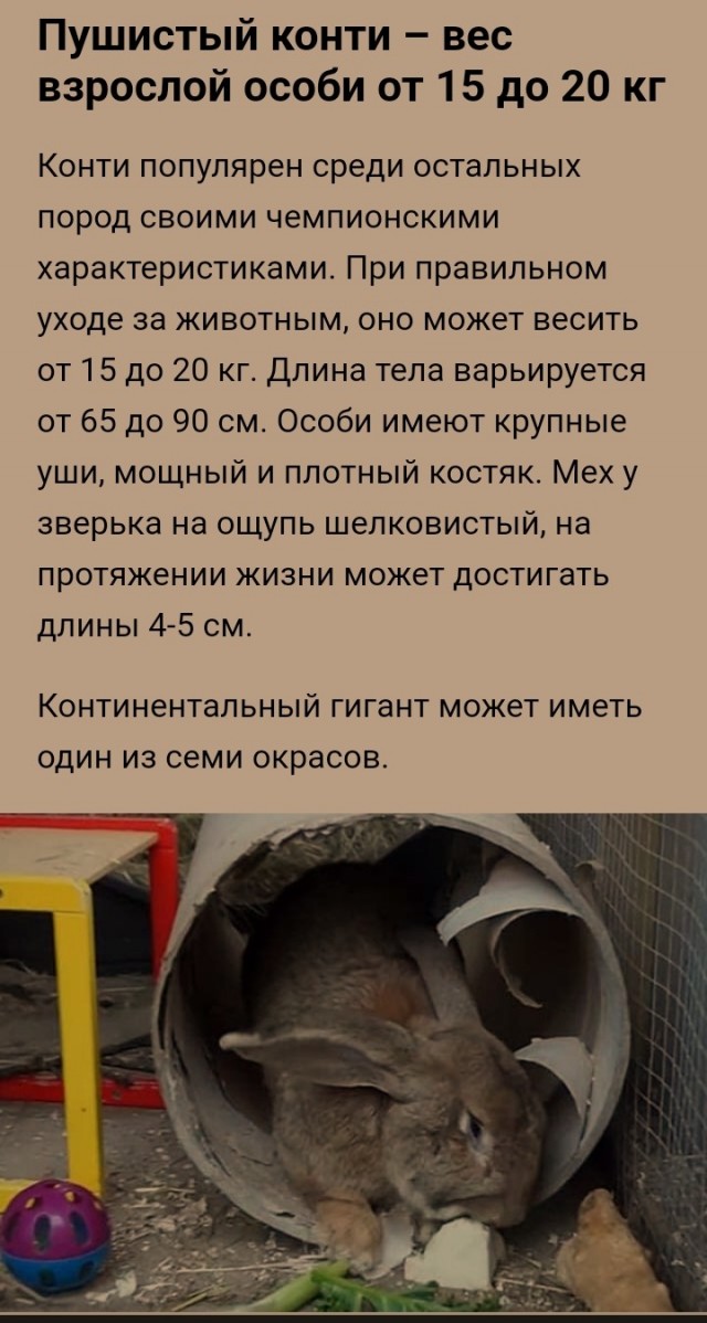 Кролики — это не только ценный мех, но и...