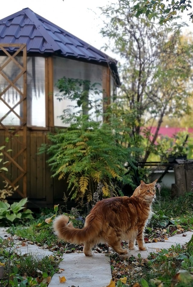 К - Котовторник ☺ Пополнение